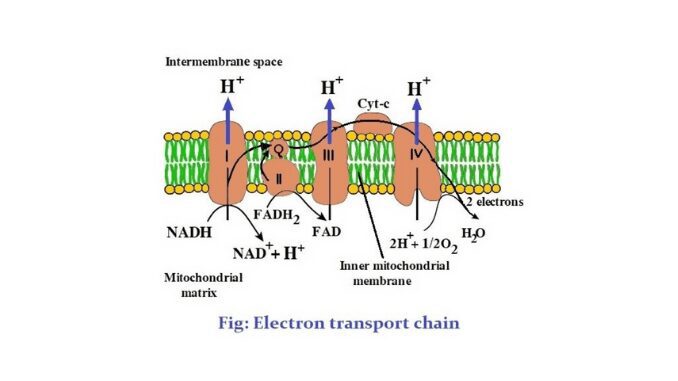 electron transport chain