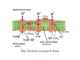 electron transport chain