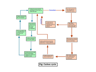 what is carbon cycle