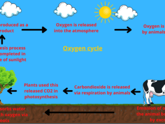 Oxygen cycle