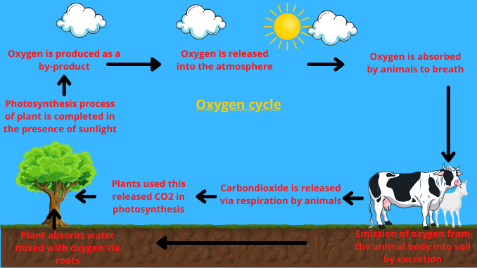 Oxygen cycle