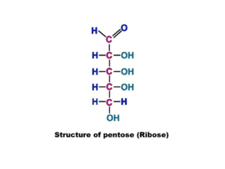 Pentose