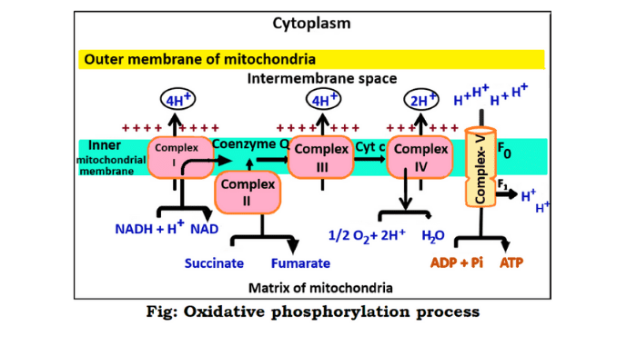 Oxidative phosphorylation