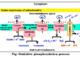 Oxidative phosphorylation