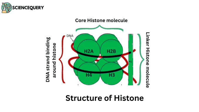 What is histone acetylation ? Biology Diagrams