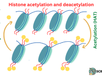 Histone acetylation