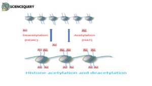 Acetylation of histone