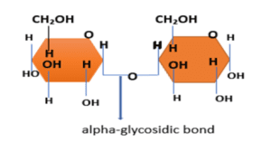 Alpha-glycosidic bond