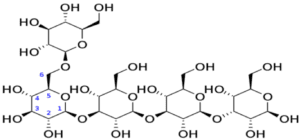 Beta 1,6-glycosidic bond