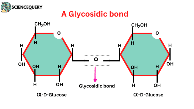 Glycosidic bond