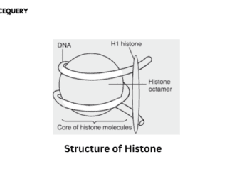 Histone