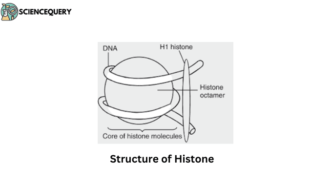 Histone