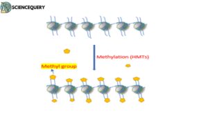 Methylation of histone