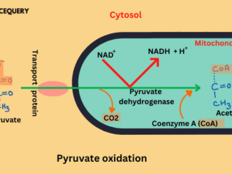 Pyruvate oxidation