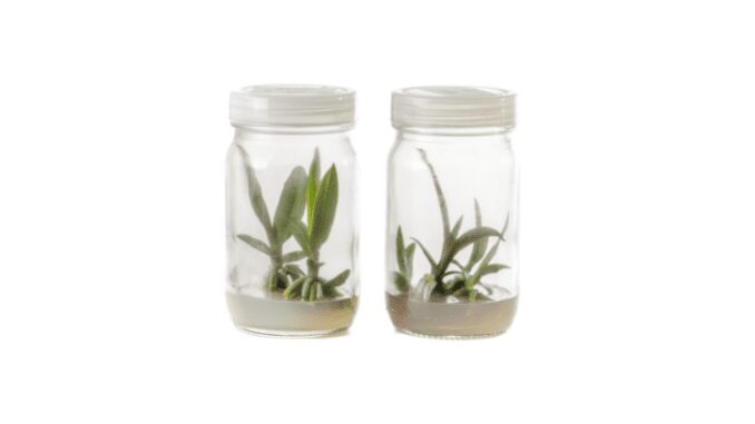 Tissue culture plants