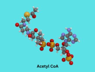 Acetyl CoA