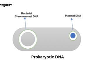 Prokaryotic DNA