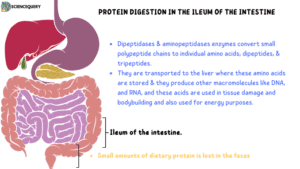 Protein digestion in the ileum of the intestine
