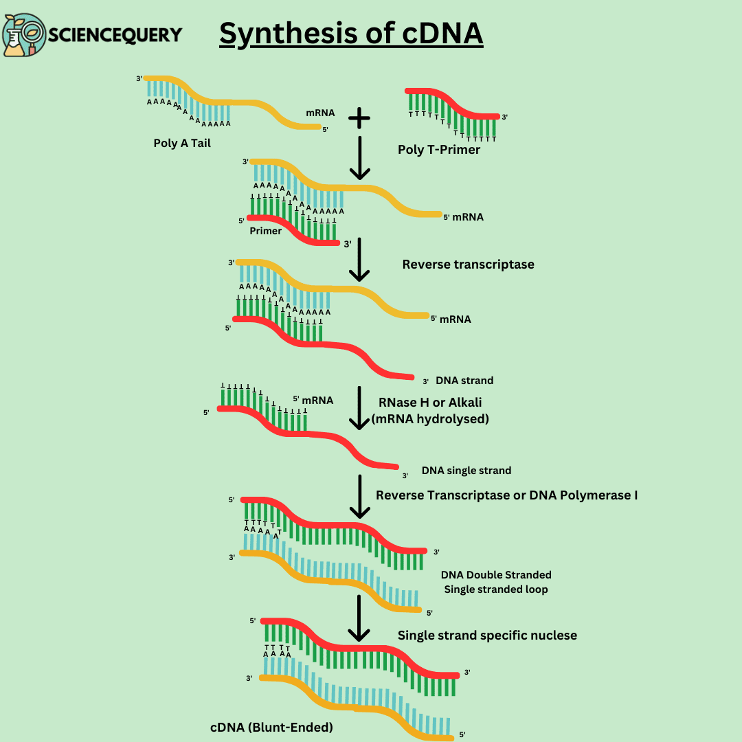 Synthesis of cDNA and cDNA library ScienceQuery