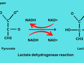 lactate dehydrogenase reaction