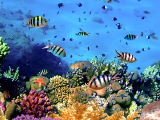 Abiotic factors for coral reefs