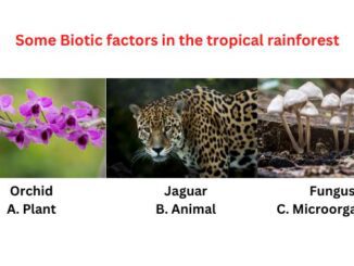 Biotic factors in the tropical rainforest