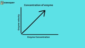 Concentration of enzyme