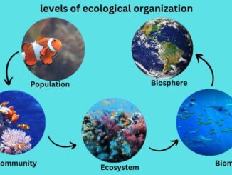 levels of ecological organization