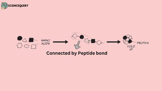 Peptide bond formation - ScienceQuery
