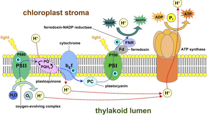 What is a photosystem