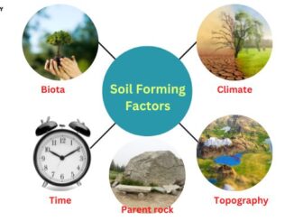 Soil forming factors