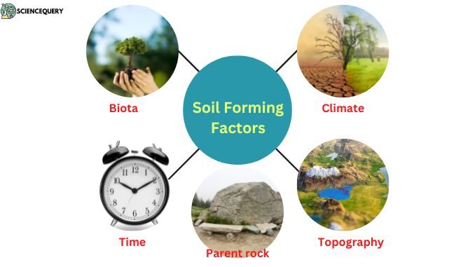 Soil forming factors