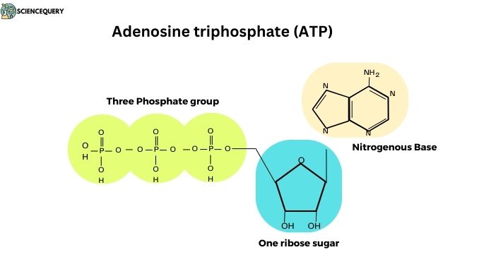 Atp Production In Glycolysis - Science Query