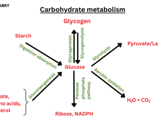 carbohydrate metabolism