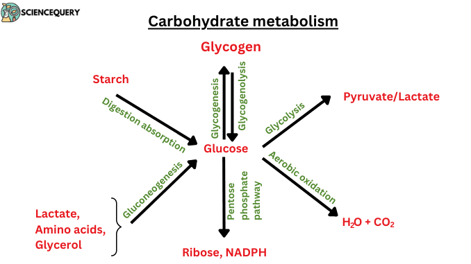 carbohydrate metabolism