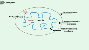 ATP synthase location