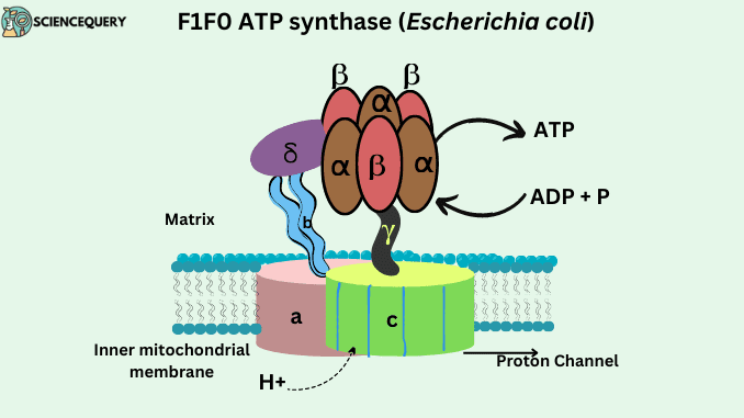 ATP synthase