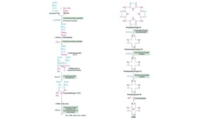 Heme synthesis