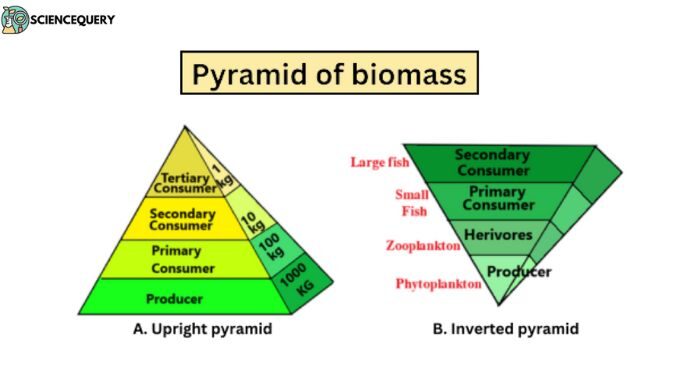 Pyramid of Biomass