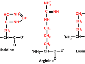 Basic amino acids