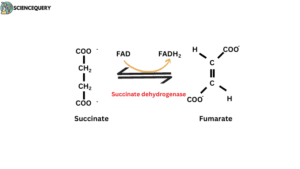 Succinate dehydrogenase reaction