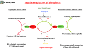 Regulation of Glycolysis - Science Query