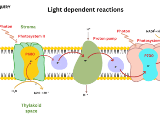 Light dependent reactions
