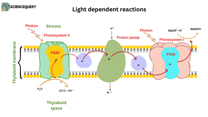 define-light-dependent-reactions-science-query