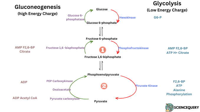 Regulation of Glycolysis