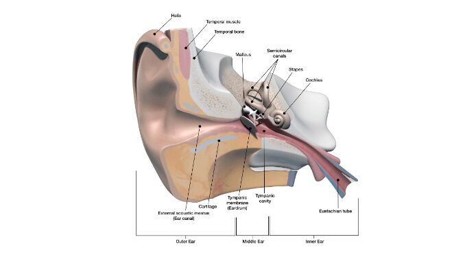 Smallest bone in a human body