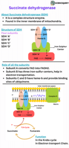 succinate dehydrogenase