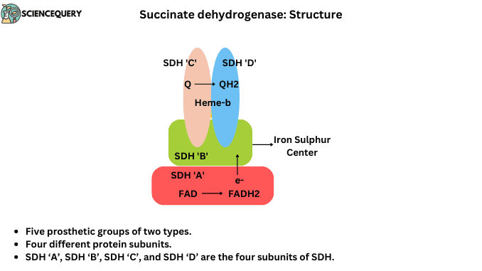 Succinate dehydrogenase