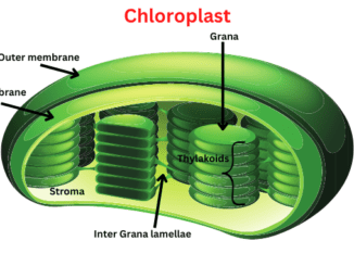 Where do light dependent reactions occur