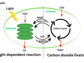 Products of light dependent reactions